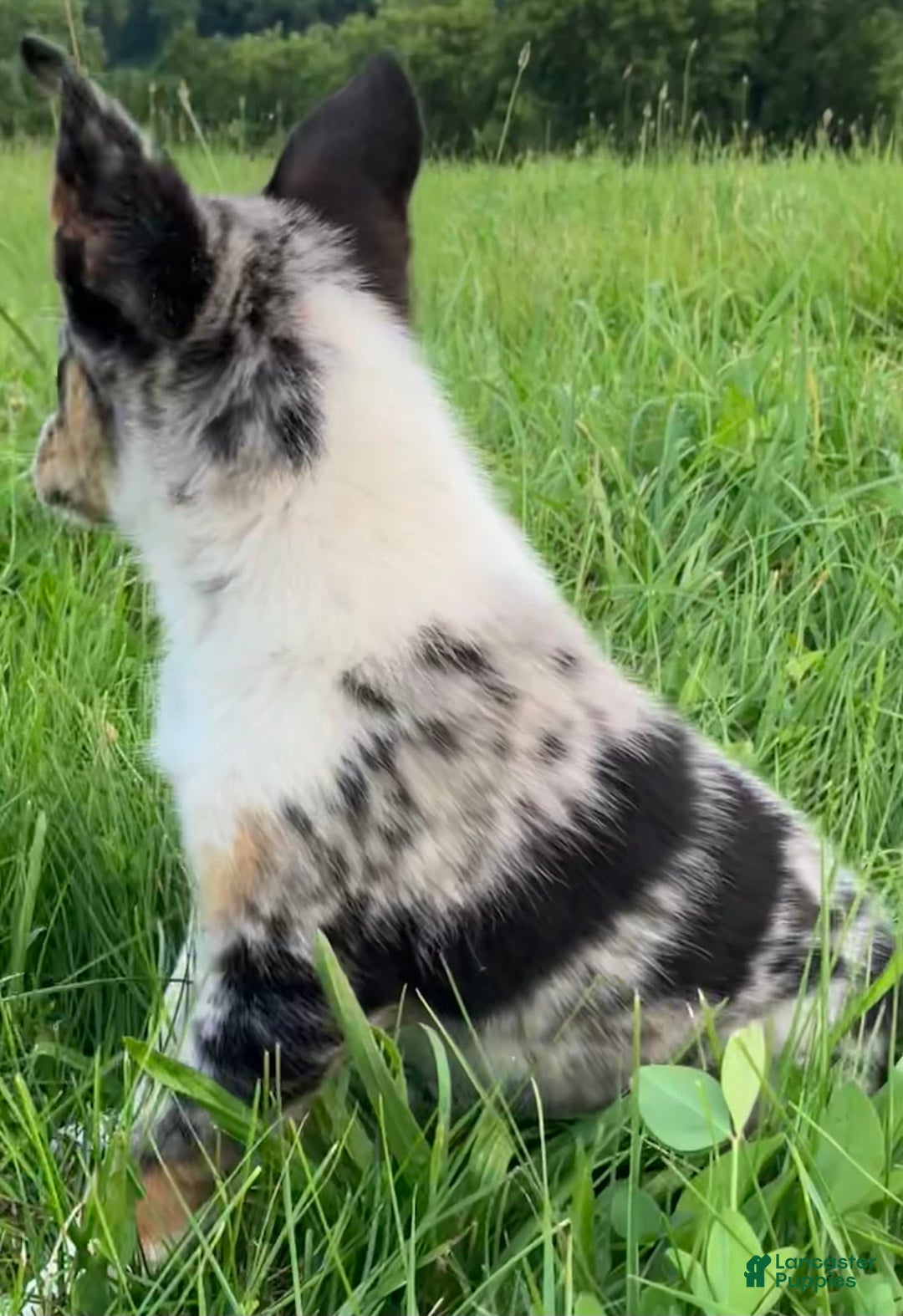 Australian Shepherd dogs for sale: Abbey - Image 4
