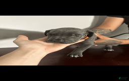 Cane Corso dogs for sale: Apollo - Image 1