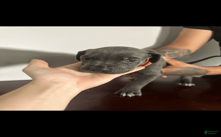 Cane Corso dogs for sale - Ad 3