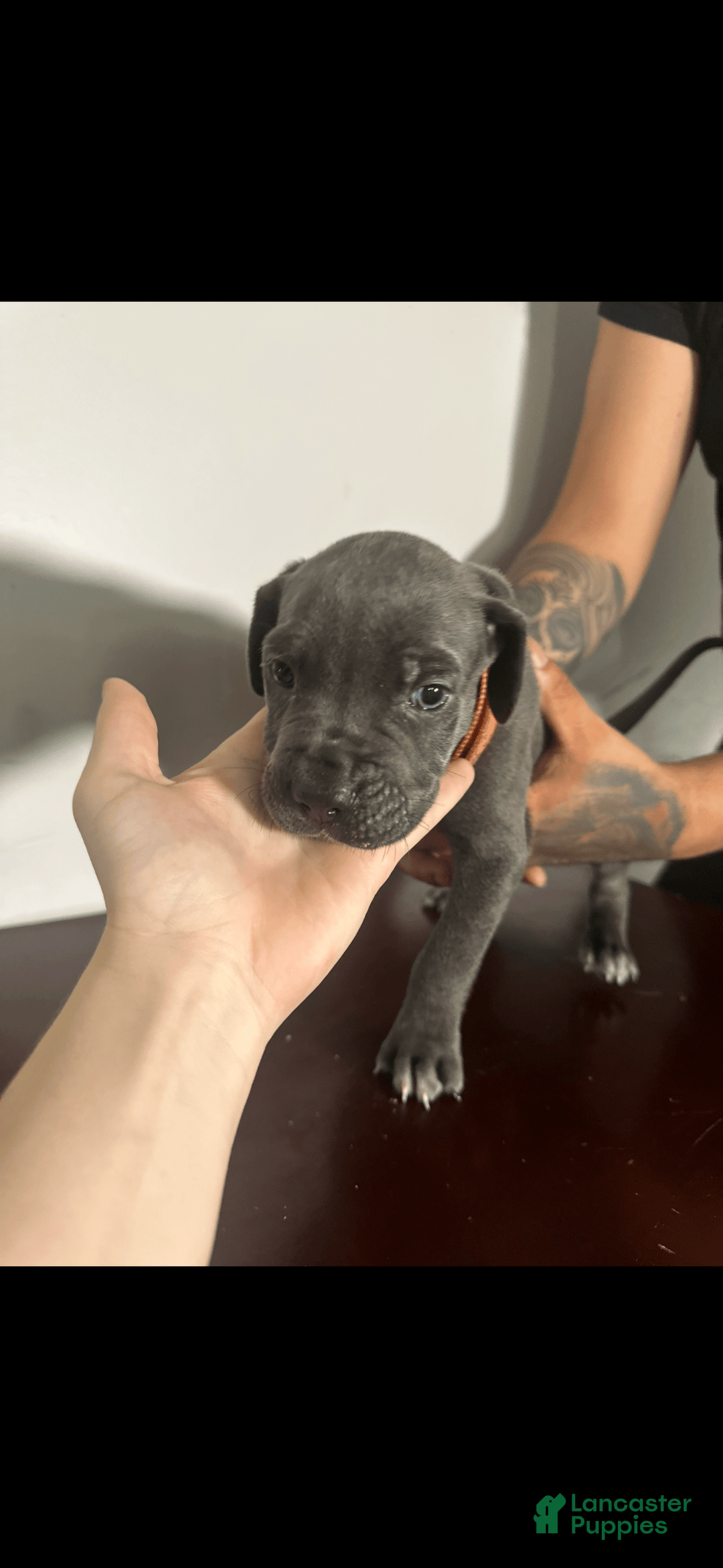 Cane Corso dogs for sale: Apollo - Image 1