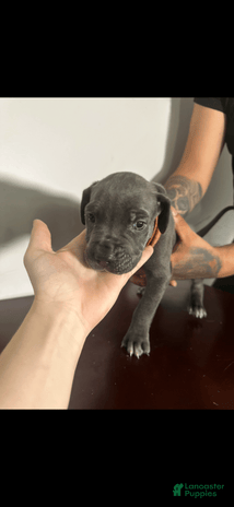 Cane Corso dogs for sale - Ad 3