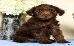 Yorkiepoo dogs for sale: Tanner - Image 7