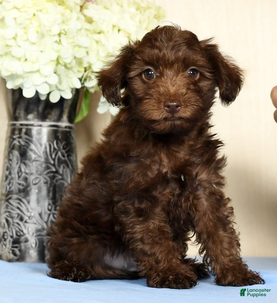 Yorkiepoo dogs for sale: Tanner - Image 7
