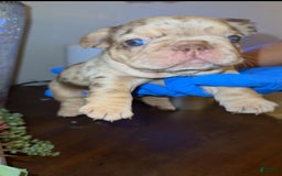 French Bulldog dogs for sale: Scarlet - Image 6