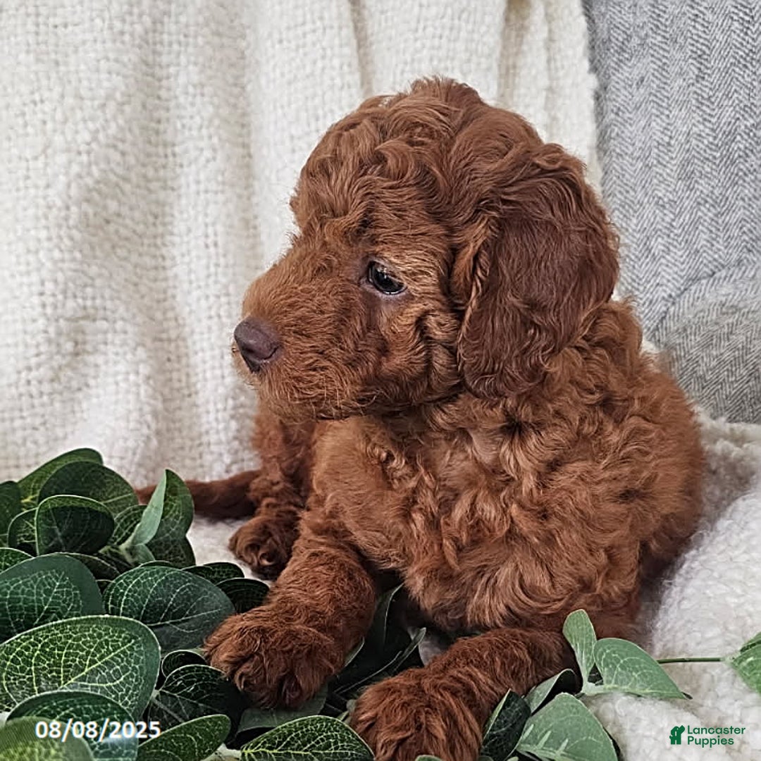 Mini Goldendoodle dogs for sale: Lucky - Image 3