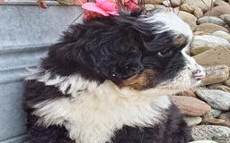 Mini Bernedoodle dogs for sale: Banjo - Image 10