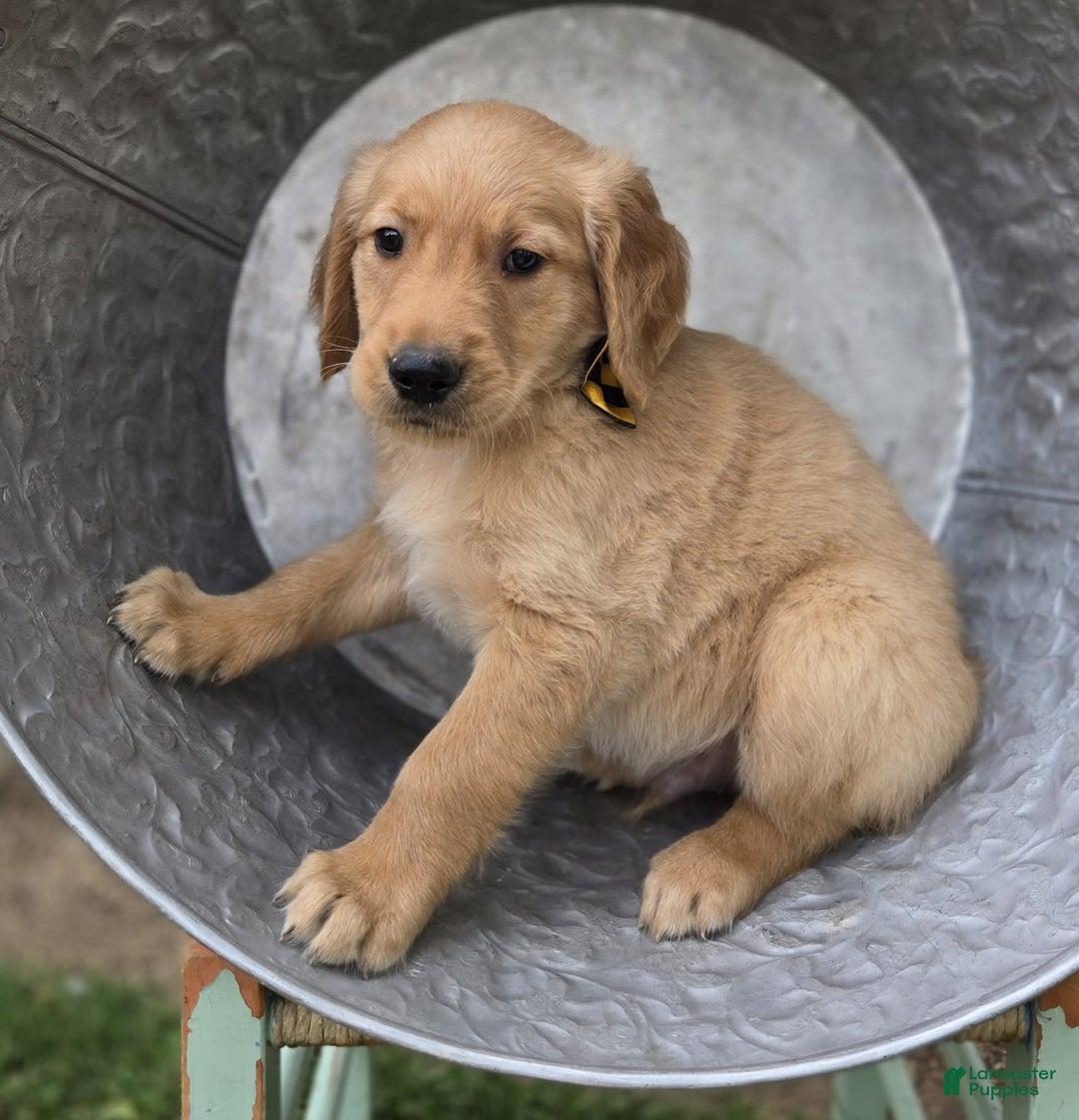 Golden Retriever dogs for sale: Sparky - Image 5