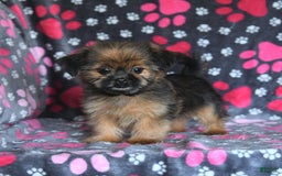 Shorkie dogs for sale: Huck - Image 7