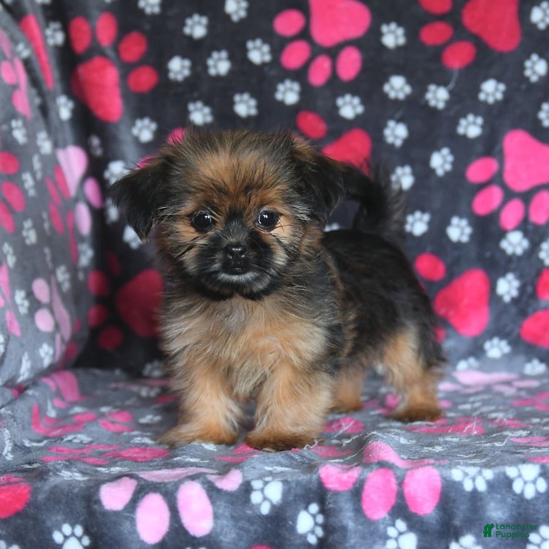 Shorkie dogs for sale: Huck - Image 7