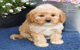 Cavapoo dogs for sale: Brandon - Image 2