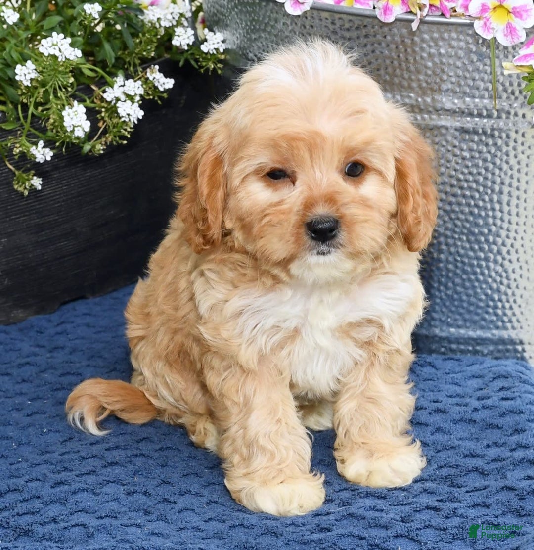Cavapoo dogs for sale: Brandon - Image 2