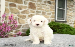 Mini Goldendoodle dogs for sale: Captain - Image 3