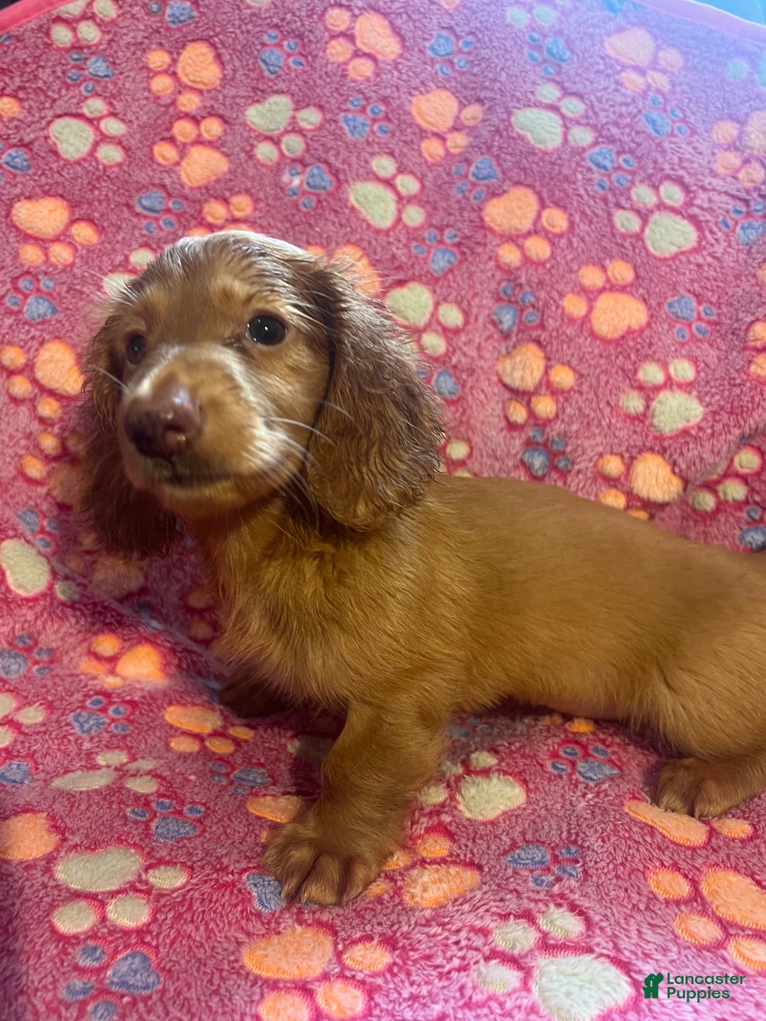 Miniature Dachshund dogs for sale: Briar - Image 2