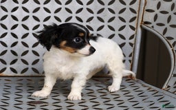Chihuahua dogs for sale: Nova - Image 5