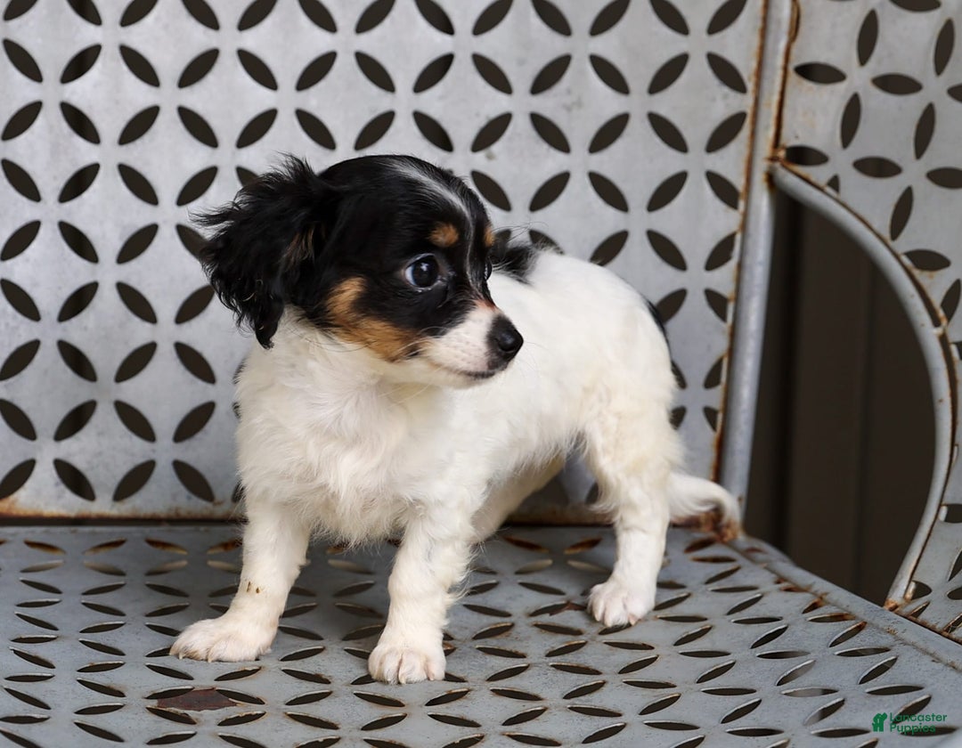 Chihuahua dogs for sale: Nova - Image 5