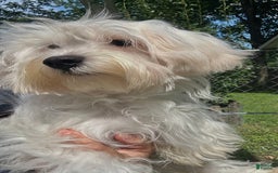 Morkie dogs for sale: Leo - Image 16