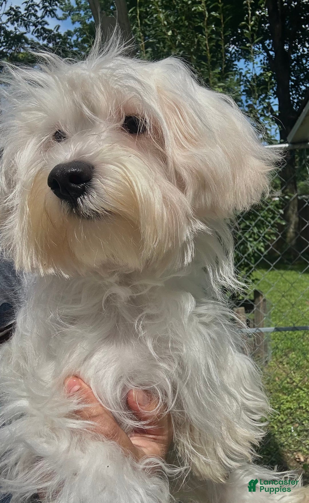 Morkie dogs for sale: Leo - Image 16