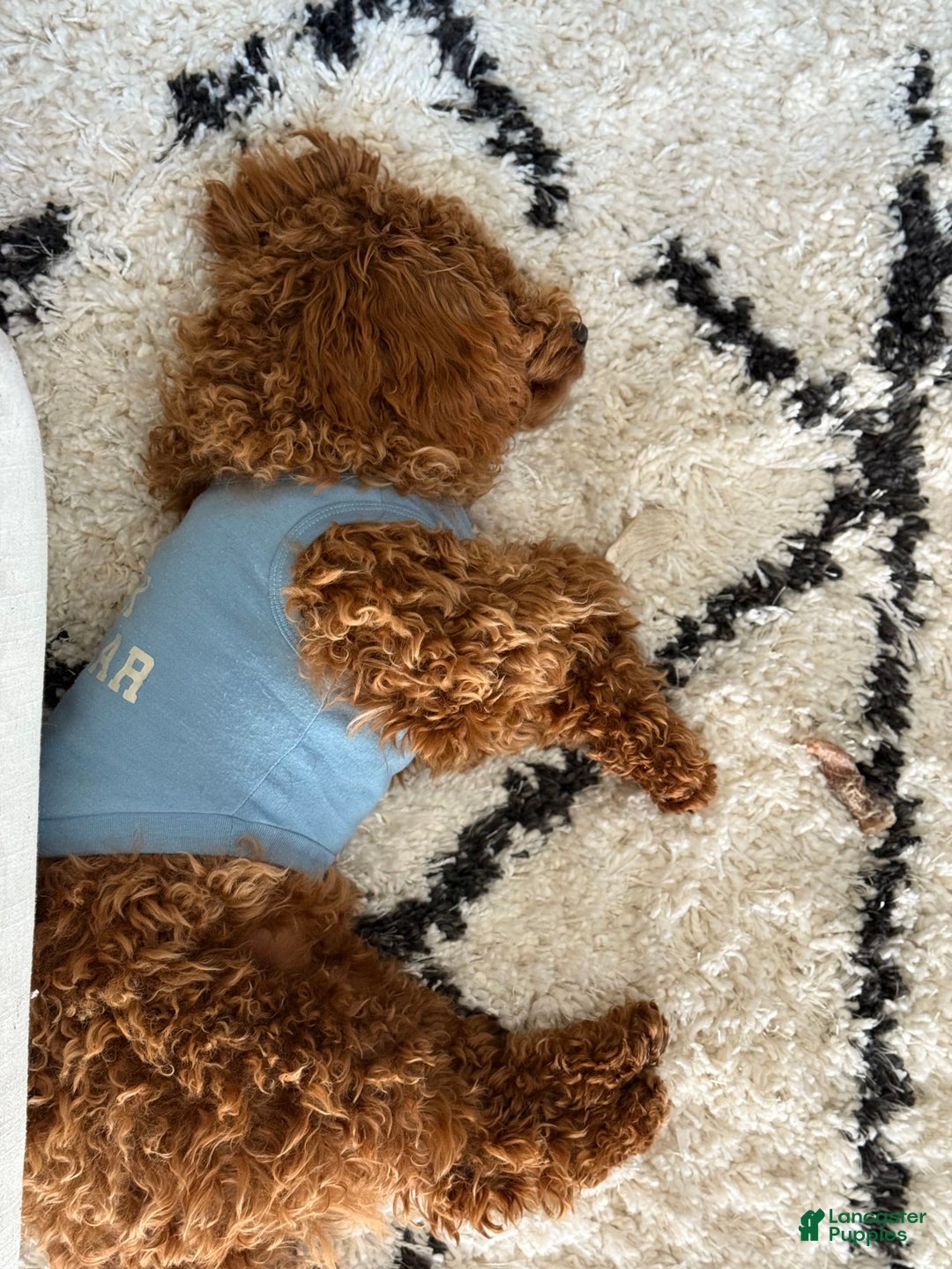 Mini Goldendoodle dogs for sale: Remy - Image 3