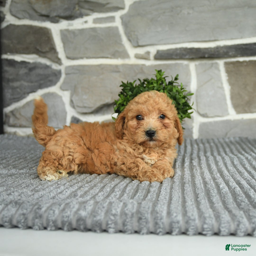 Bichpoo dogs for sale: Vosco - Image 4