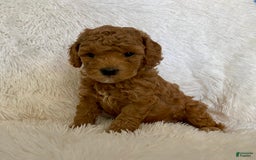 Toy Poodle dogs for sale: Holt - Image 1