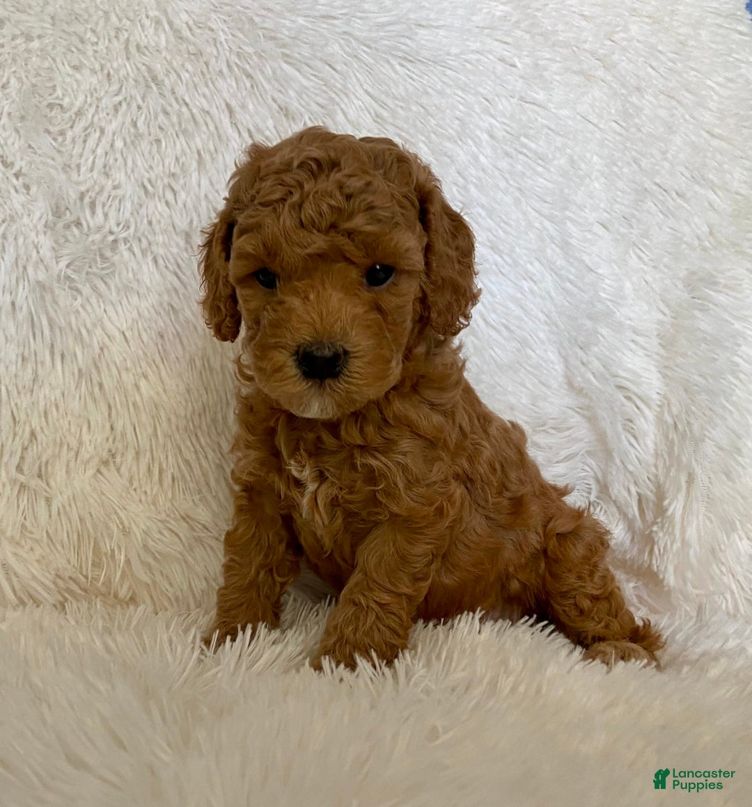 Toy Poodle dogs for sale: Holt - Image 1