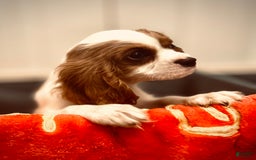 Cavalier King Charles Spaniel dogs for sale: Mr. Wiggles - Image 4