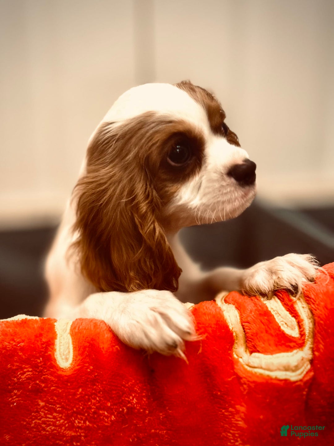 Cavalier King Charles Spaniel dogs for sale: Mr. Wiggles - Image 4