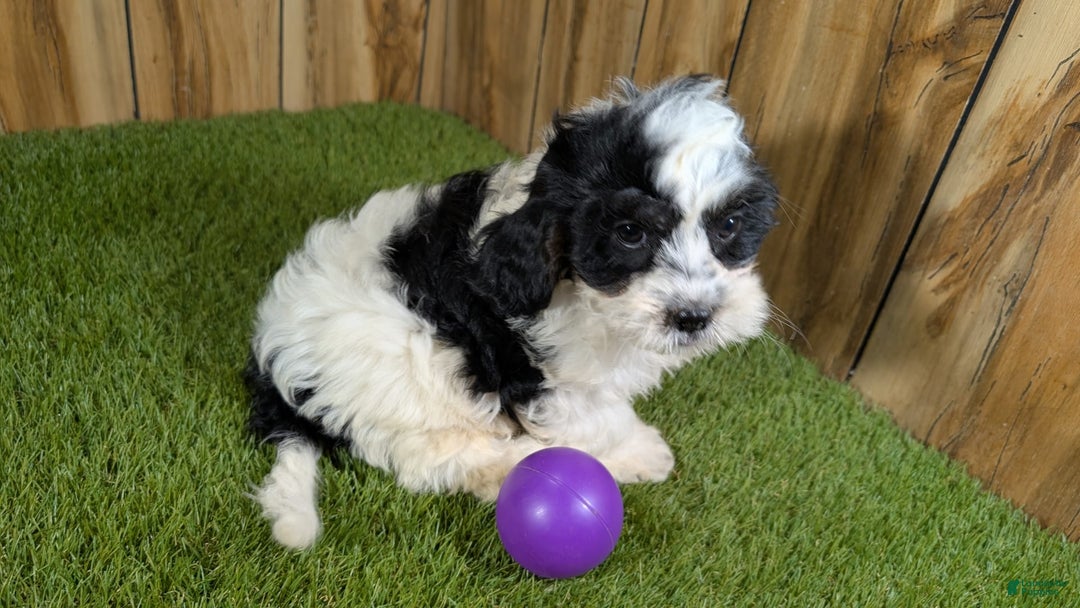 Cavapoo dogs for sale: Missy Girl 3 - Image 4