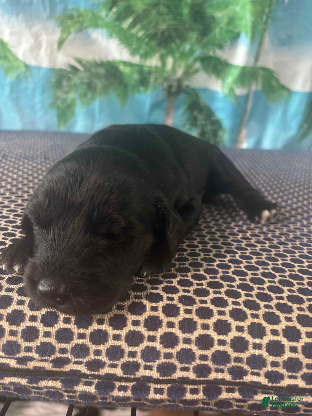Labrador Retriever dogs for sale: Max - Image 1