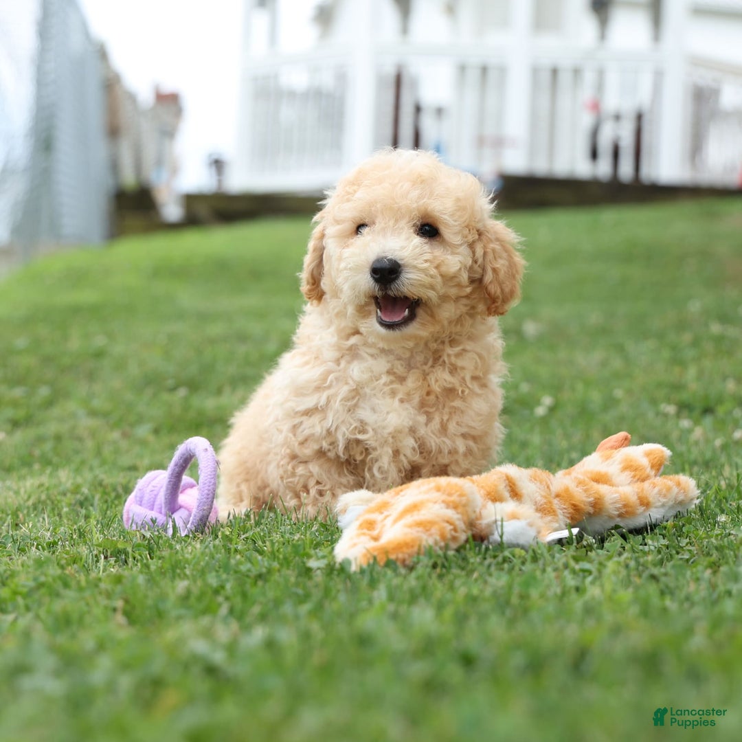 Bichpoo dogs for sale: Tyson - Image 5