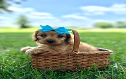 Cavapoo dogs for sale: Rolo - Image 1