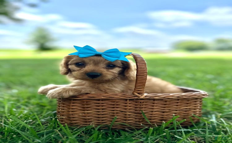 Cavapoo dogs for sale - Ad 1