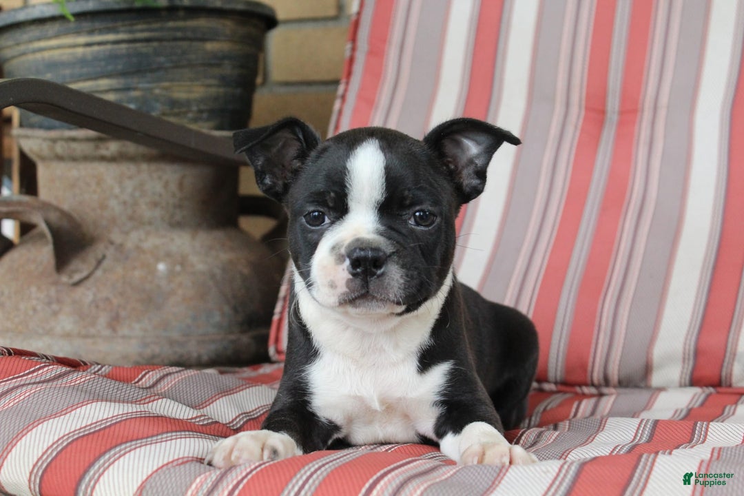 Frenchton dogs for sale: Charger - Image 5