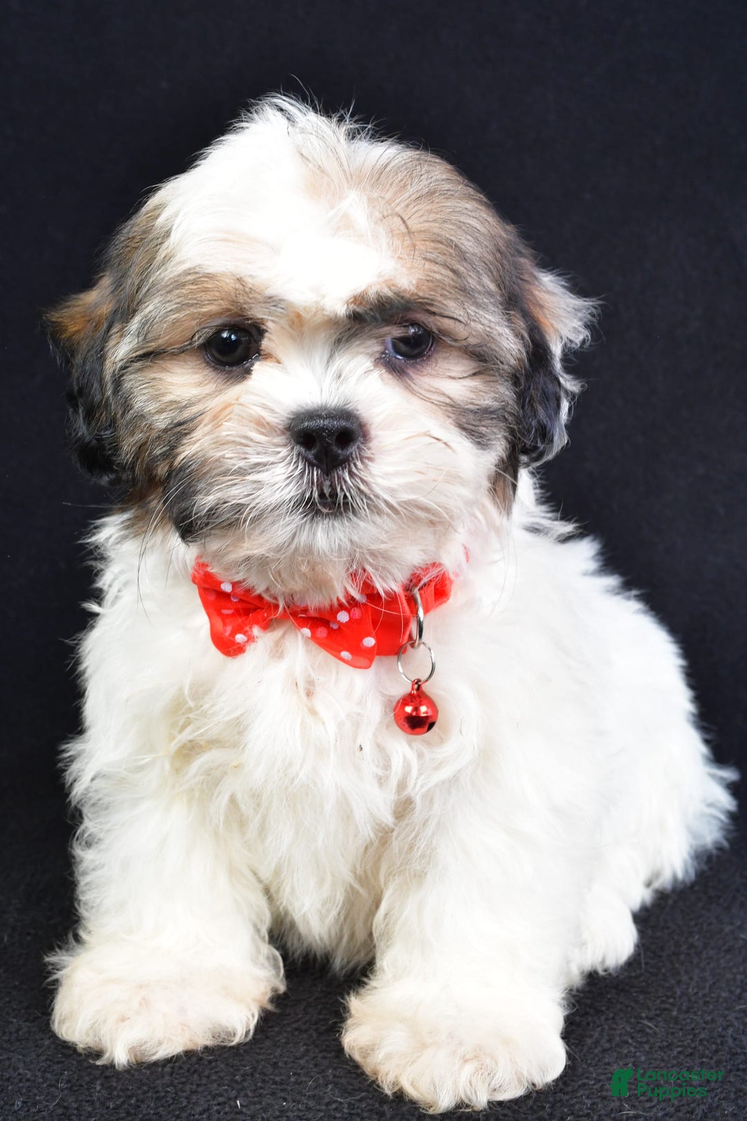 Shih Tzu dogs for sale: Turbo - Image 6