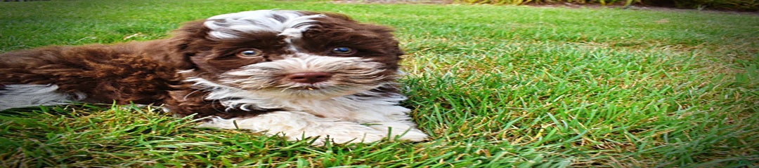 Dash