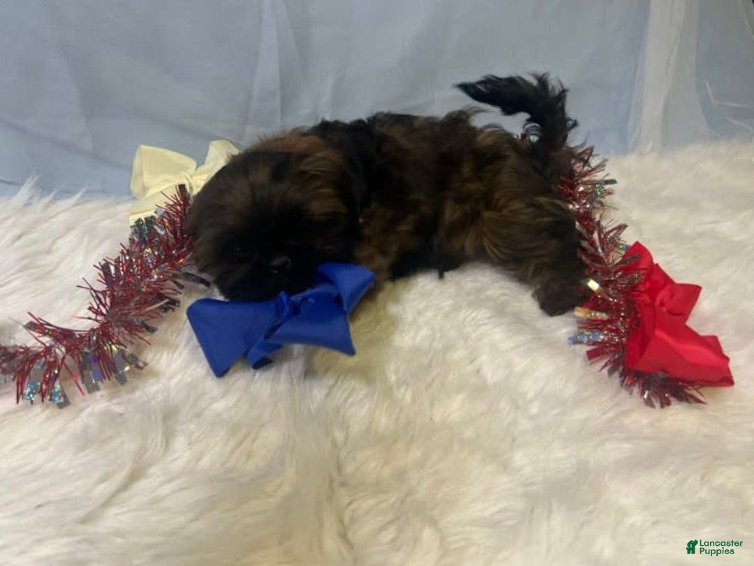 Shih Tzu dogs for sale: June Bug Brown - Image 8