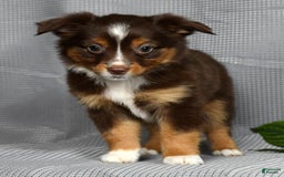 Miniature Australian Shepherd dogs for sale: Ariel - Image 8