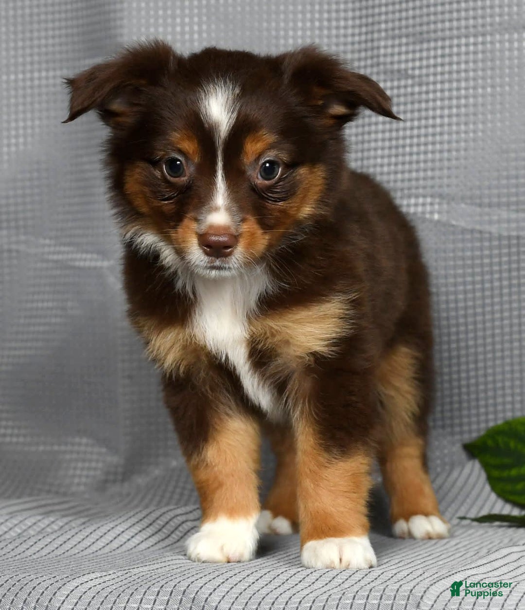 Miniature Australian Shepherd dogs for sale: Ariel - Image 8