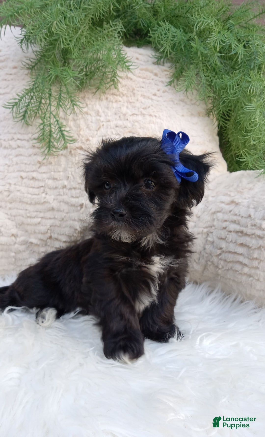 Teddy Bear dogs for sale: Teddy Bear 6 puppies - Image 5