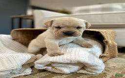 Mini Hippo dogs for sale: Delilah - Image 13