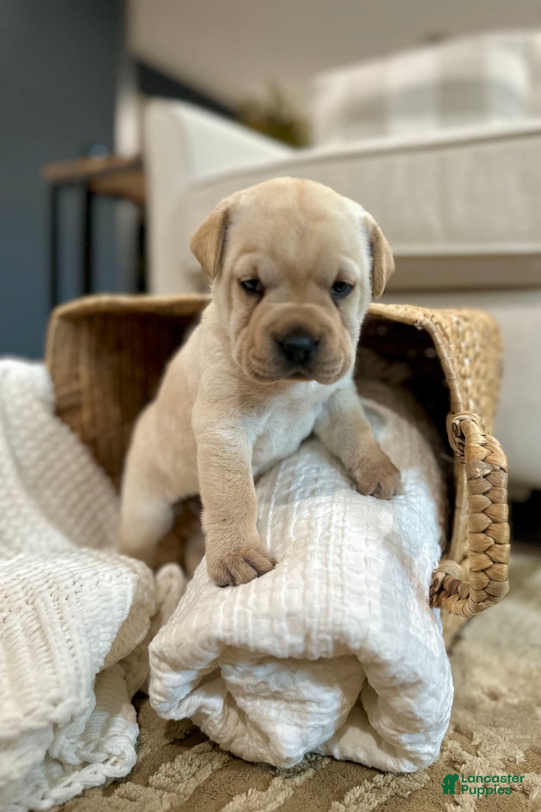 Mini Hippo dogs for sale: Delilah - Image 13