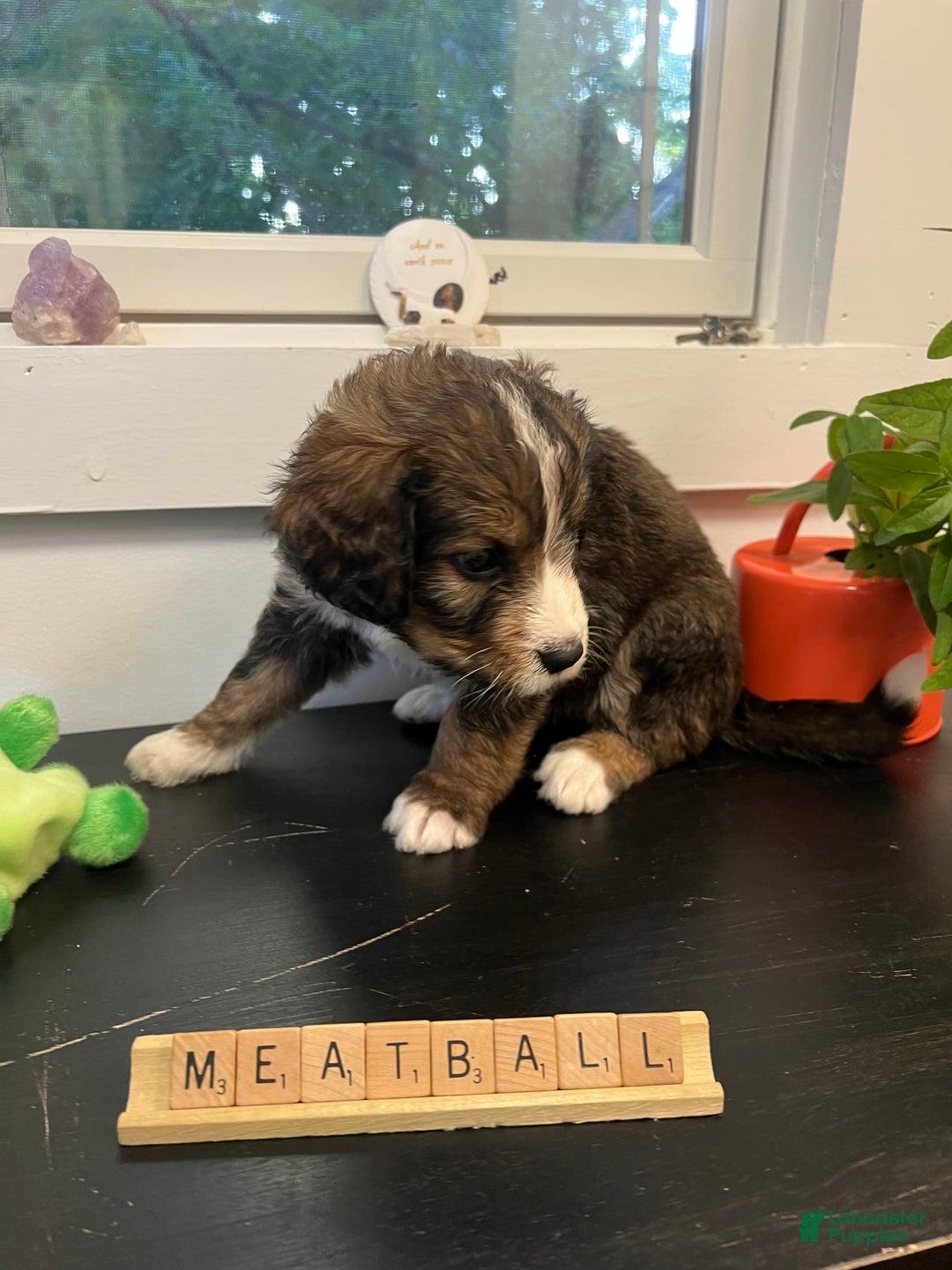 Bernedoodle dogs for sale: Meatball - Image 8