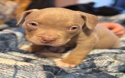 American Bully dogs for sale: Goldy - Image 9