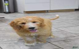 Goldendoodle dogs for sale: Sophie - Image 6