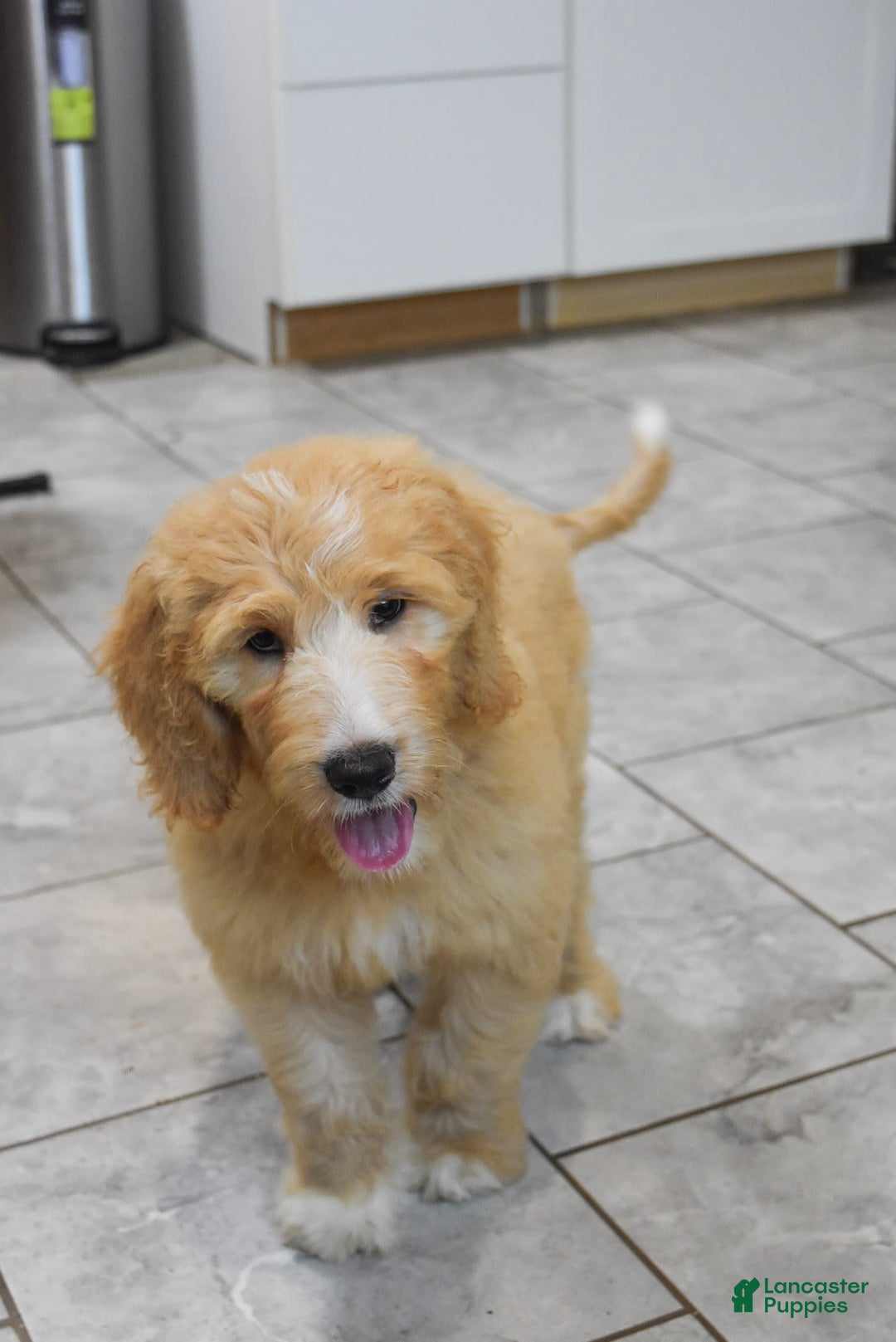 Goldendoodle dogs for sale: Sophie - Image 6