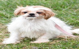 Shih Tzu dogs for sale: Isabella - Image 7