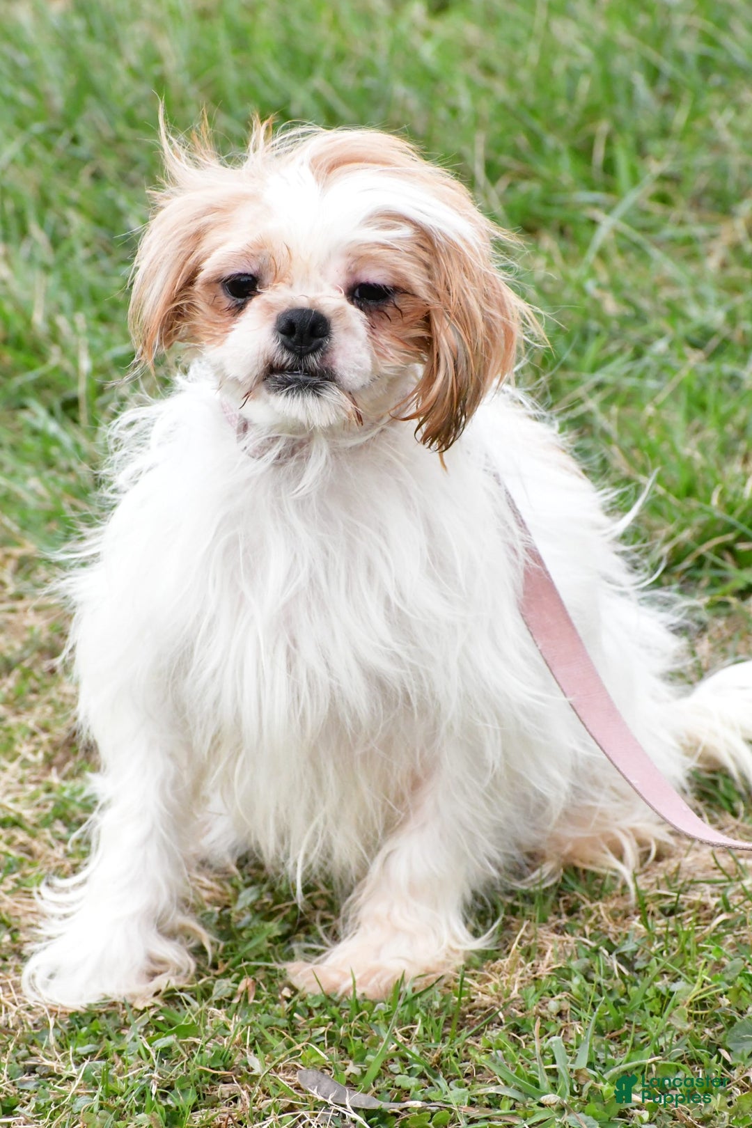 Shih Tzu dogs for sale: Isabella - Image 7