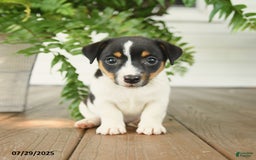 Jack Russell Terrier dogs for sale: Jack Russell Terrier 4 puppies - Image 3