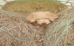 Labradoodle dogs for sale: Daisy - Image 2