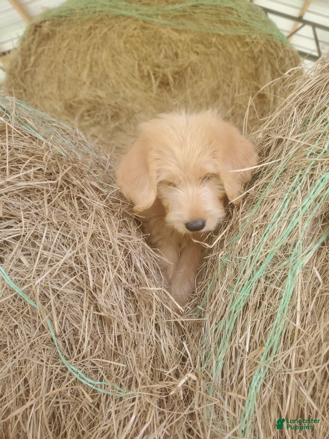 Labradoodle dogs for sale: Daisy - Image 2
